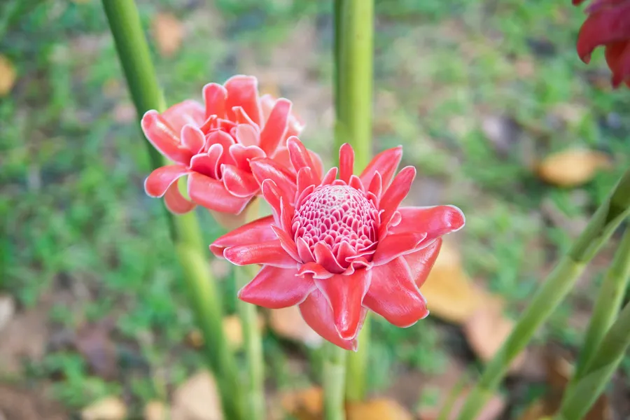 Etlingera elatior (Jack) R.M. Smith extract